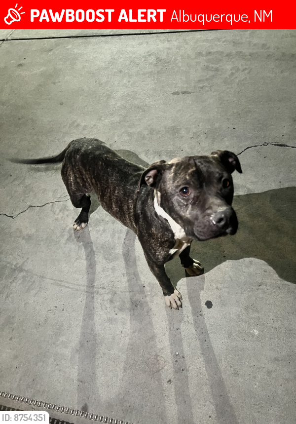 Lost Male Dog last seen Unser & Gibson, Albuquerque, NM 87121