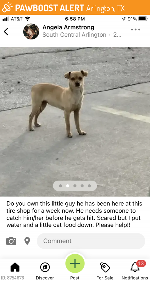 Rehomed Unknown Dog last seen Tire shop on Division near Stadium, Arlington, TX 76011
