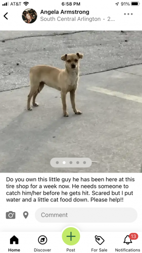 Found/Stray Unknown Dog last seen Tire shop on Division near Stadium, Arlington, TX 76011
