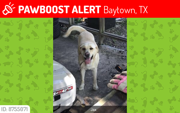 Lost Female Dog last seen E Fayle and Dunavina , Baytown, TX 77521