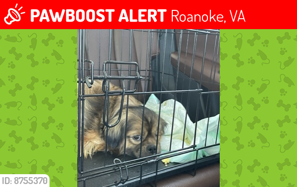 Roanoke, VA Lost Male Dog, Maui Is Missing | PawBoost