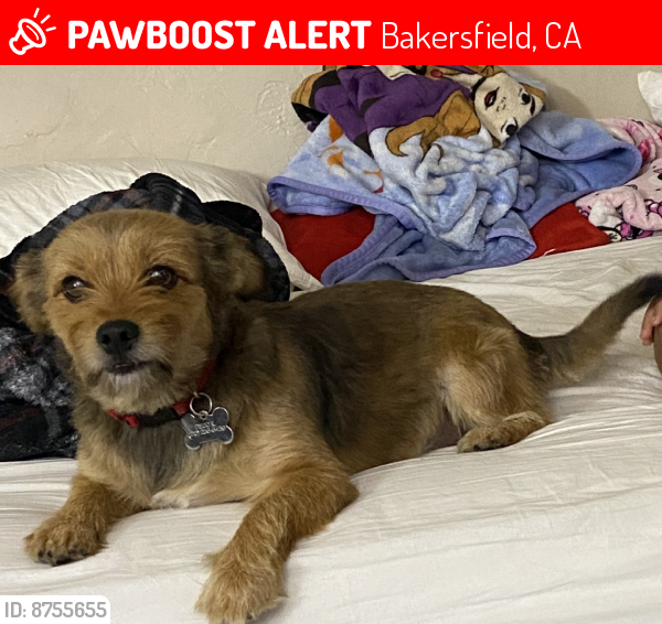 Lost Male Dog in Bakersfield, CA 93308 Named Logan (ID 8755655) PawBoost