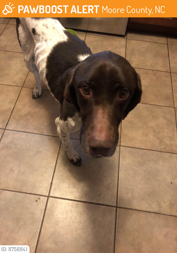 Found/Stray Male Dog last seen Lilly’s bridge road, Moore County, NC 28327