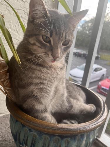 Lost Male Cat last seen Metro corner , Fort Myers, FL 33907