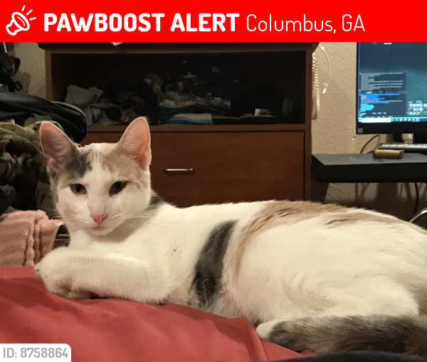 Lost Female Cat last seen 40th st and 17th Ave was the last cross streets she was seen at 3:48 on Monday 02/06, Columbus, GA 31901