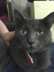 Lost Male Cat last seen West Gorton Medical Centre, West Gorton, England M12
