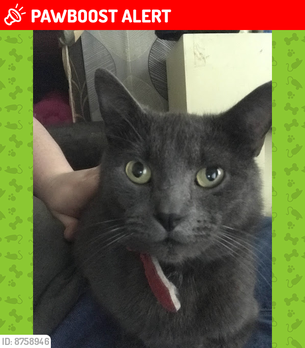 Lost Male Cat last seen West Gorton Medical Centre, West Gorton, England M12
