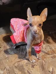 Lost Female Dog last seen Highway 88, Broussard, LA 70518