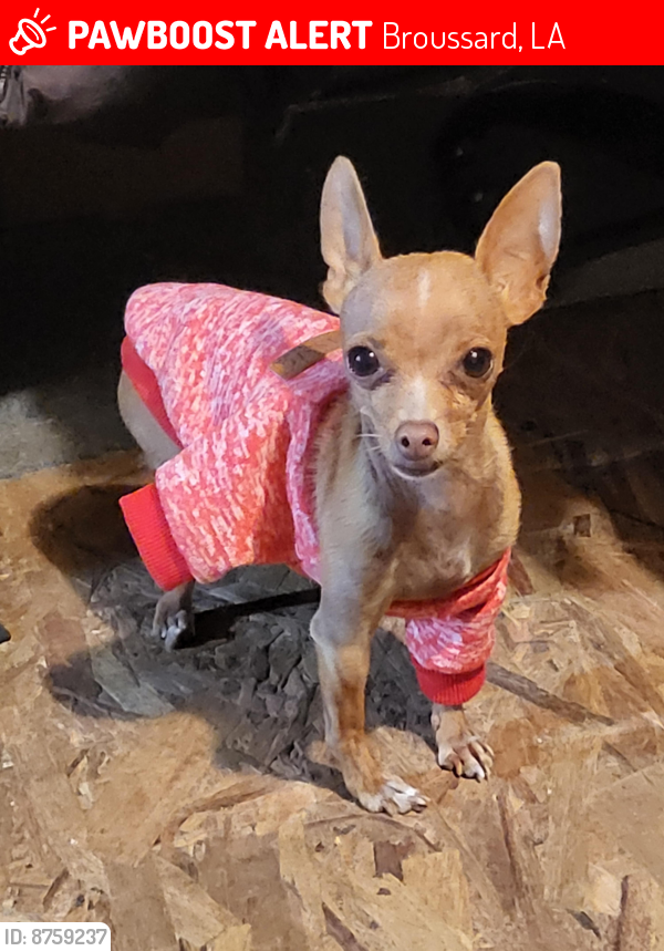 Lost Female Dog last seen Highway 88, Broussard, LA 70518