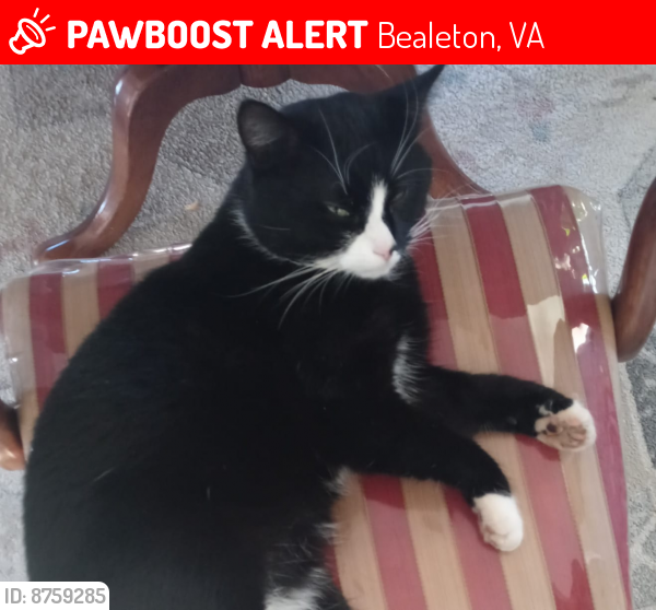 Lost Male Cat last seen He sometimes goes to Meadowbrooke in Bealeton But he could've gone farther.., Bealeton, VA 22712