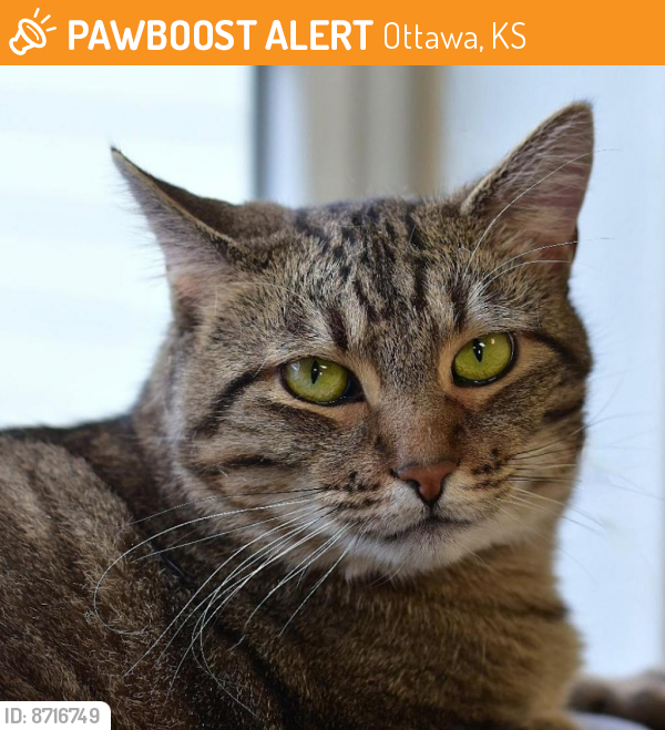 Shelter Stray Female Cat last seen , Ottawa, KS 66067