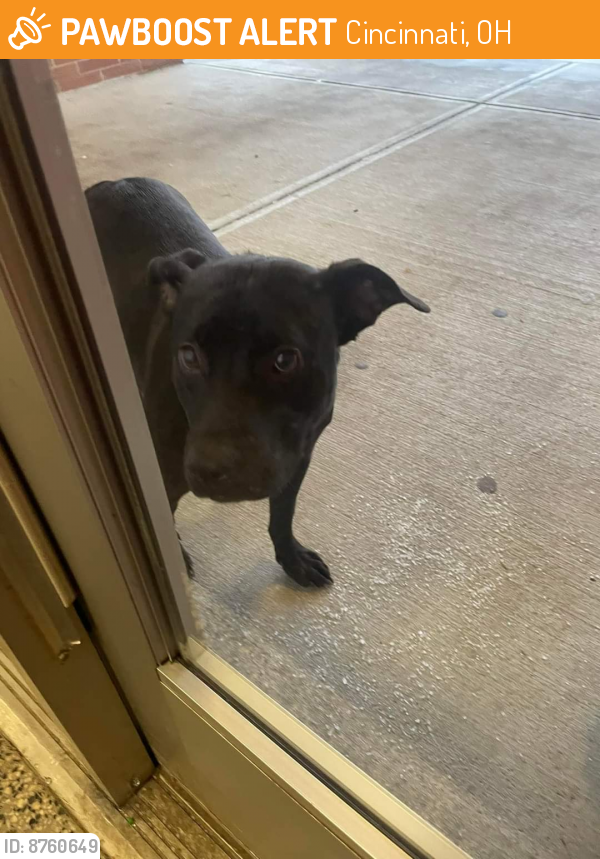 Surrendered Female Dog last seen Jessup , Cincinnati, OH 45239