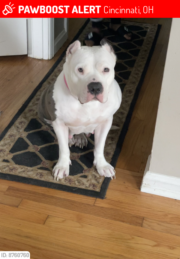 Lost Female Dog last seen Gobel ave, bracken woods ave, Cincinnati, OH 45211