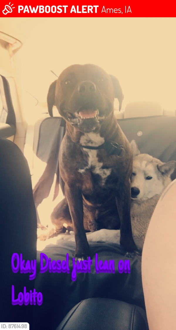 Lost Male Dog last seen Ames Ia, Ames, IA 50010