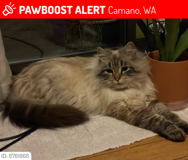 Lost Male Cat last seen South Camano Drive and Wilkes Gary Road, Camano, WA 98282