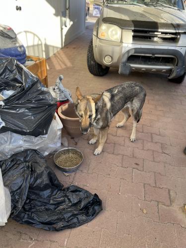 Found/Stray Female Dog last seen Elfego Baca and benavides, Albuquerque, NM 87121