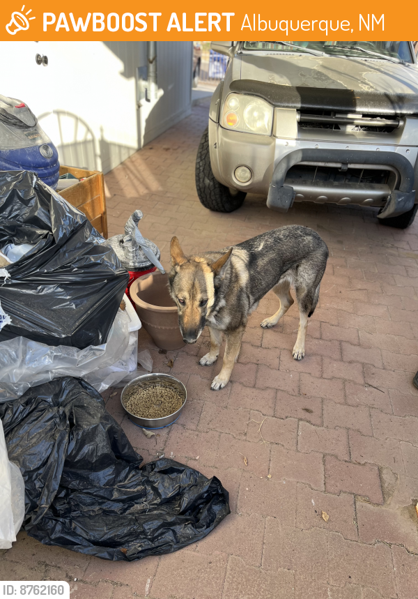 Found/Stray Female Dog last seen Elfego Baca and benavides, Albuquerque, NM 87121