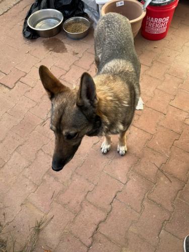 Found/Stray Female Dog last seen Elfego Baca Dr Sw Albuquerq Nm, Albuquerque, NM 87121