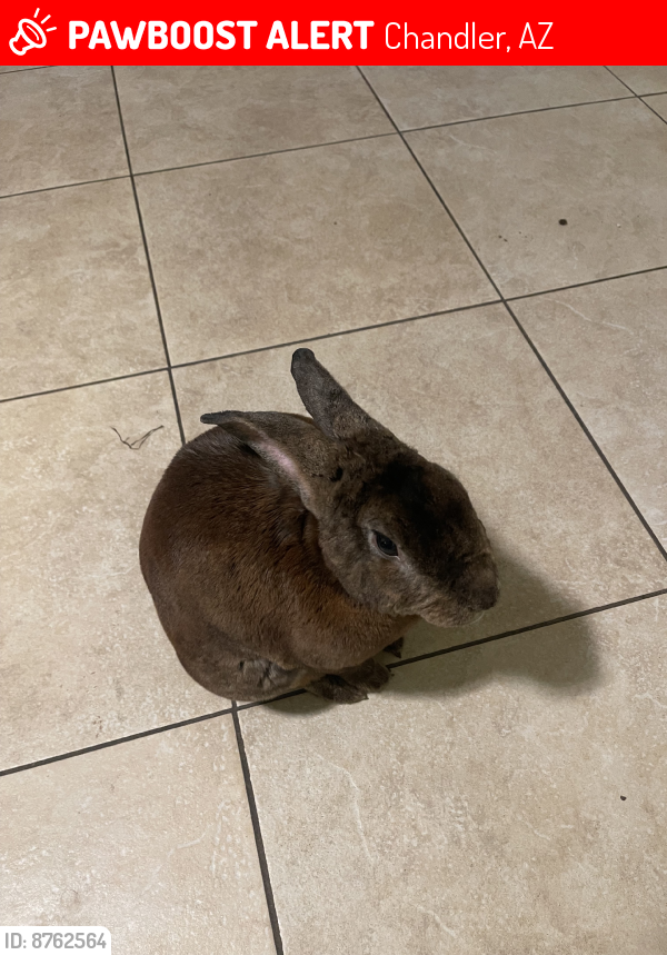 Lost Male Rabbit last seen Carriage ln and chilton, Chandler, AZ 85224