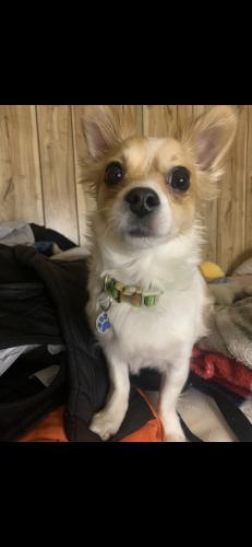 Lost Male Dog last seen Morris Street and Washington Avenue, Brentwood, NY 11717