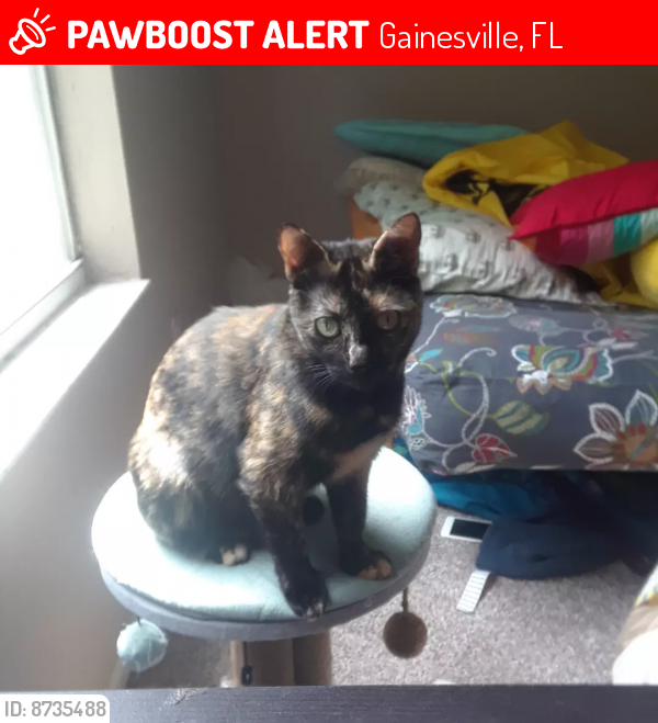 Lost Female Cat last seen Reflections apmts, Gainesville, FL 32607