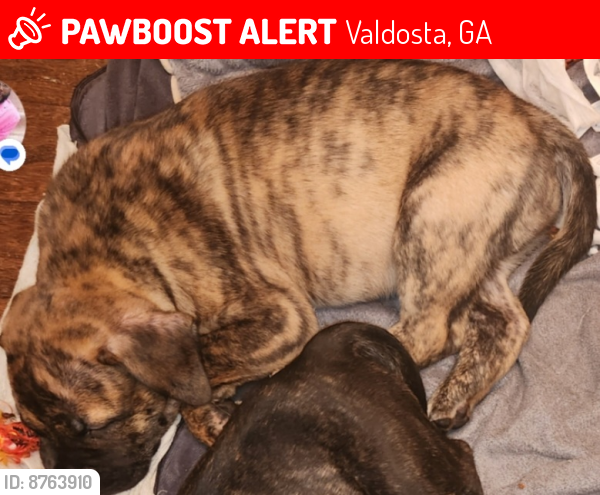 Lost Male Dog last seen Orr rd, Valdosta, GA 31605