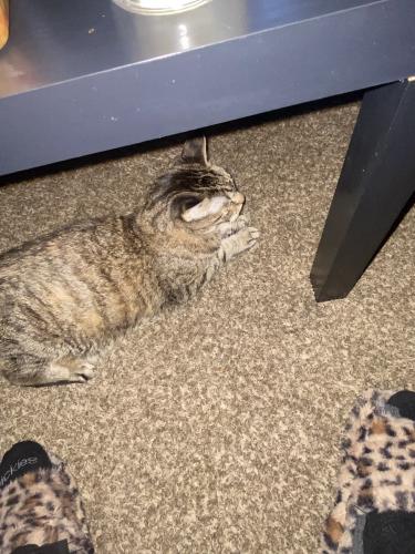 Lost Female Cat last seen 51st and center street, Milwaukee, WI 53210