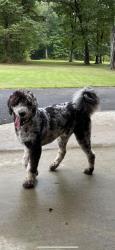 Lost Male Dog last seen Keel Mountain. Gurley, Gurley, AL 35748