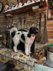 Lost Male Dog last seen Keel mountain. Gurley , Gurley, AL 35748