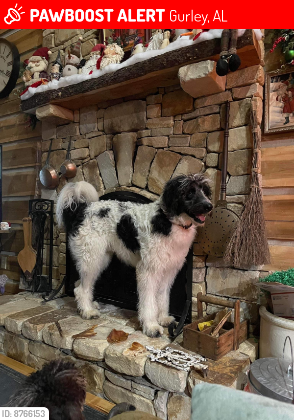 Lost Male Dog last seen Keel mountain. Gurley , Gurley, AL 35748