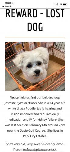 Lost Female Dog last seen Park City ests, Fort Lauderdale, FL 33328