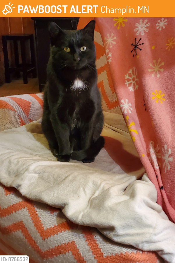 Rehomed Male Cat last seen Hennepin Landing & Bradford Ave , Champlin, MN 55316