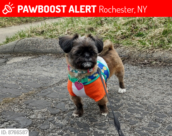 Lost Female Dog last seen Emerson & Santee st., Rochester, NY 14613