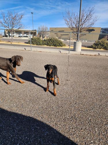 Found/Stray Female Dog last seen Atrisco heritage academy , Albuquerque, NM 87121