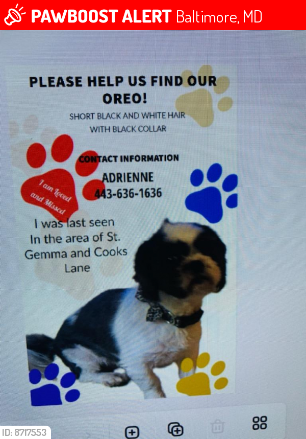 Lost Female Dog last seen Cooks Lane/St Gemma Rd, Baltimore, MD 21229