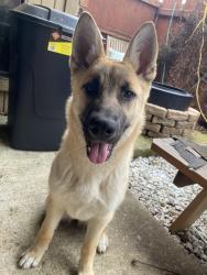 Reunited Unknown Dog last seen Maple Ave, Dallas, TX, USA, Dallas, TX 75219