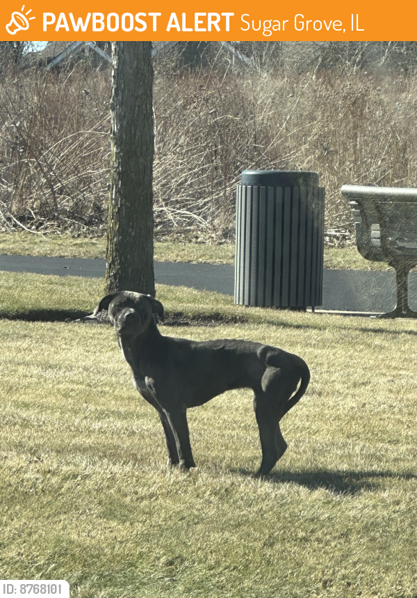 Found/Stray Unknown Dog last seen Prairie street & Gordon Rd, Sugar Grove, IL 60554