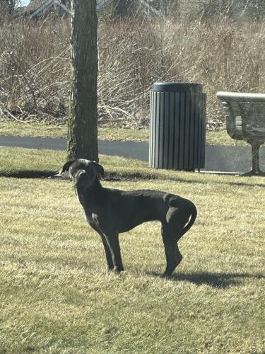 Found/Stray Unknown Dog last seen Prairie street & Gordon Rd, Sugar Grove, IL 60554