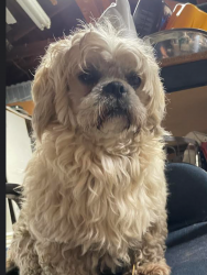 Reunited Male Dog last seen N 20th St, San Jose, CA, USA, San Jose, CA 95112