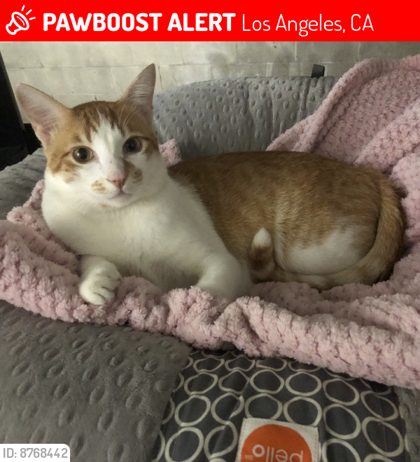 Lost Male Cat last seen Glenalbyn Dr and avenue 38, Los Angeles, CA 90065