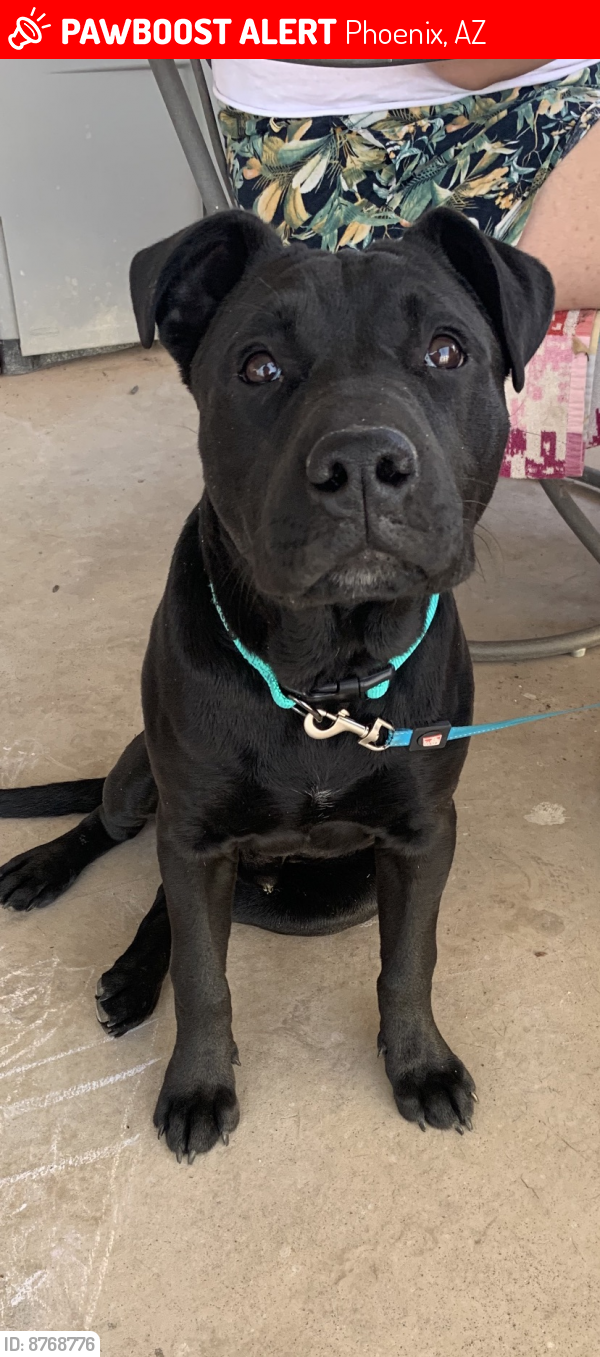 Lost Male Dog in Phoenix, AZ 85009 Named Unknown (ID 8768776) PawBoost