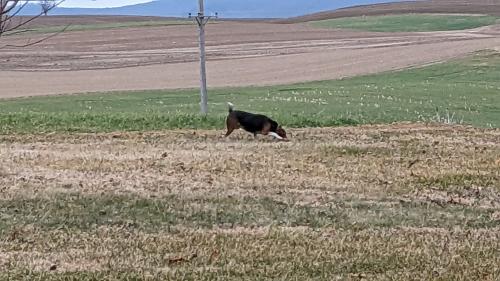 Found/Stray Unknown Dog last seen Manheim Rd, Waynesboro, PA, Quincy Township, PA 17268