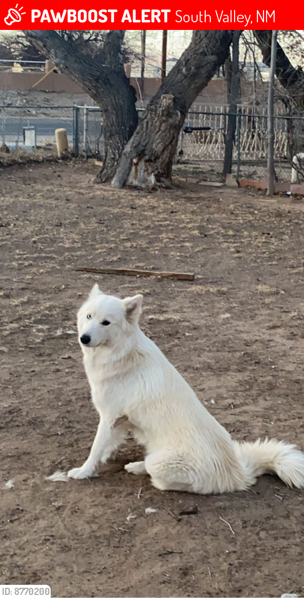 Lost Female Dog last seen Coors, South Valley, NM 87105