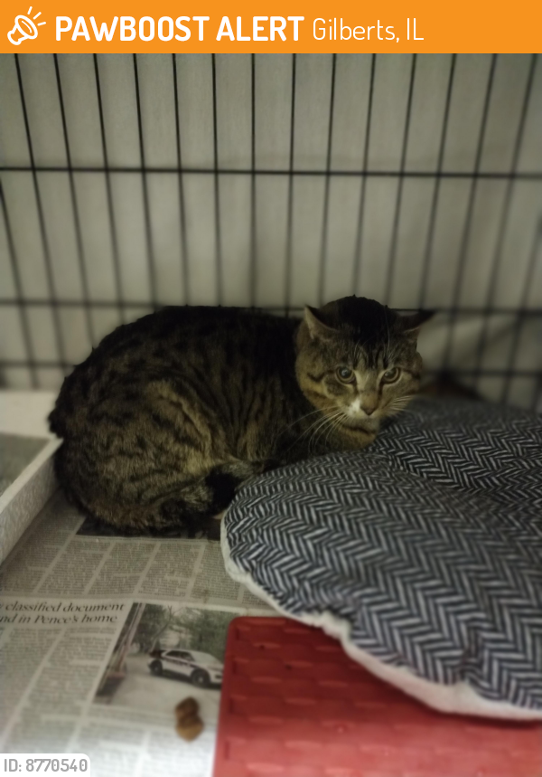 Found/Stray Unknown Cat last seen Willey Street, Gilberts, IL 60136