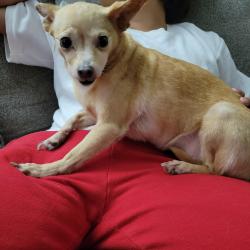 Reunited Female Dog last seen Cavallo Rd. Near Rocketship Delta Prep Elementary School, Antioch, CA 94509