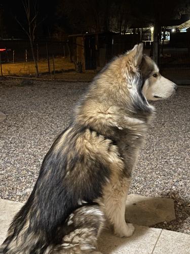 Lost Male Dog last seen Chanate , Albuquerque, NM 87105
