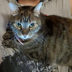 Reunited Female Cat last seen Jordan Dr. Fredericksburg VA 22408, Spotsylvania County, VA 22408
