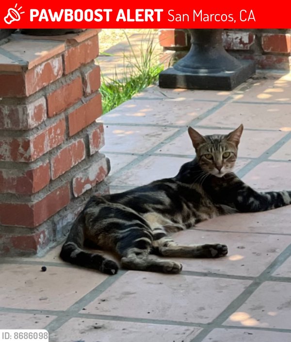 Lost Male Cat last seen La cienega/Elena drive  in San Marcos CA, San Marcos, CA 92069