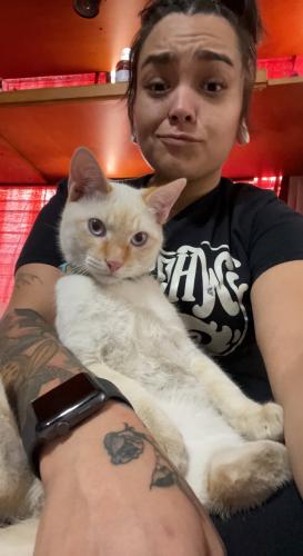 Lost Male Cat last seen 82nd and arenal, Albuquerque, NM 87121