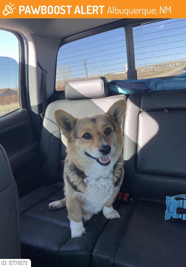 Found/Stray Male Dog last seen Sunshine and Wenk Rd , Albuquerque, NM 87105